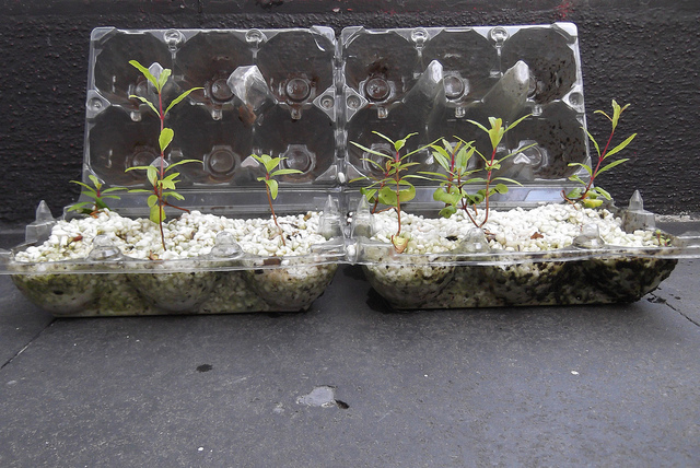 bonsai from seed
